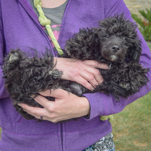 Leon, an adoptable Maltese / Poodle (unknown type) / Mixed at Animal House Shelter — photo 5