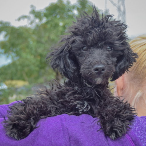 Leon, an adoptable Maltese / Poodle (unknown type) / Mixed at Animal House Shelter — photo 6