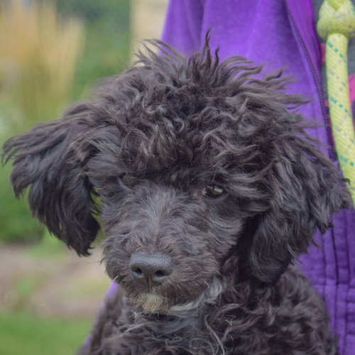 Leon, an adoptable Maltese / Poodle (unknown type) / Mixed at Animal House Shelter — photo 7