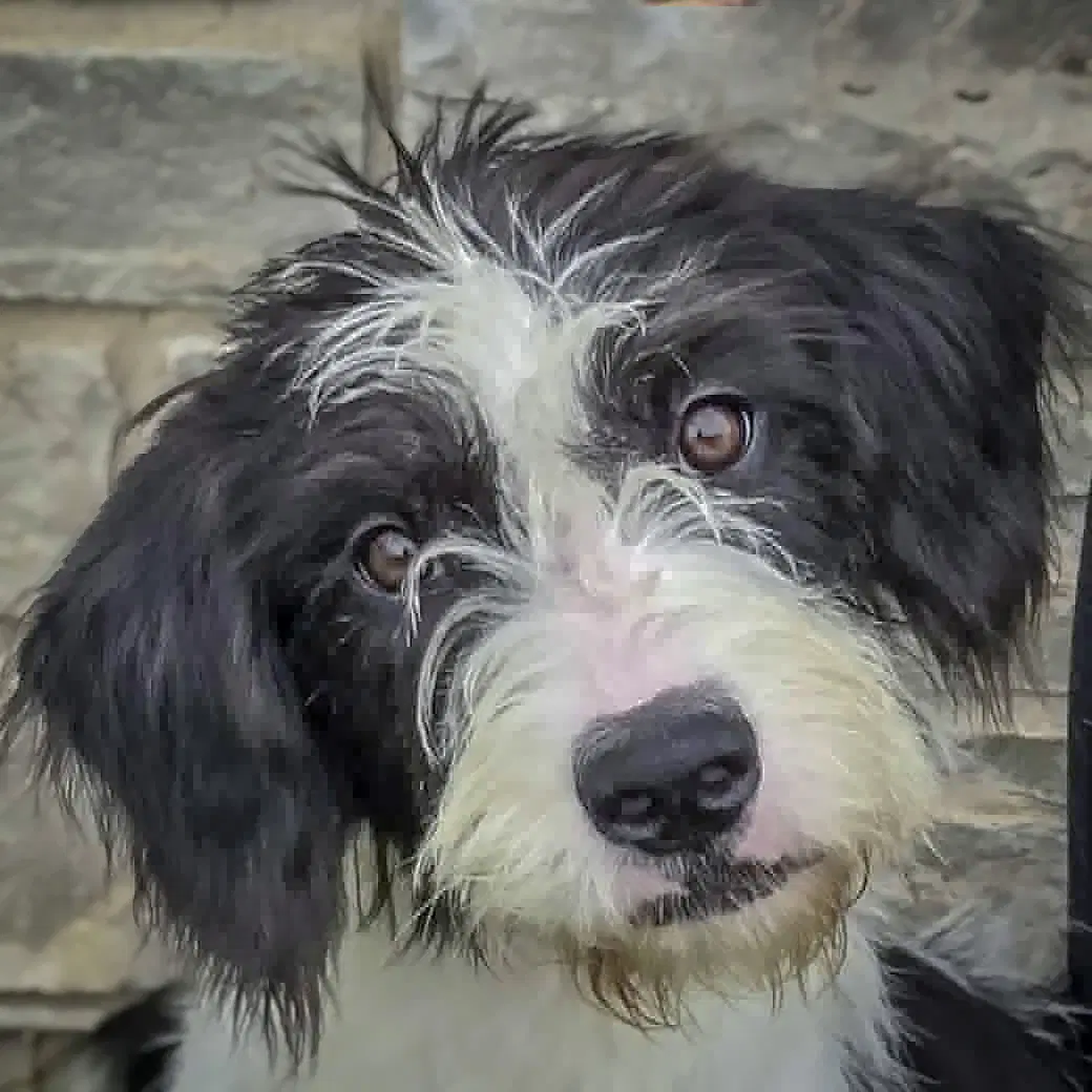 Lilo - Poodle (unknown type)