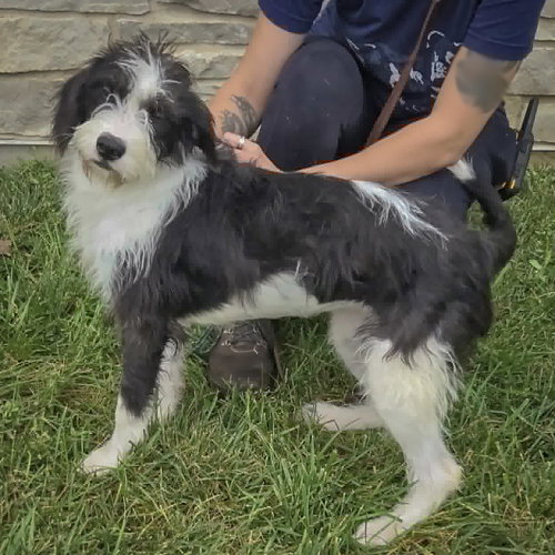 Lilo, an adoptable Poodle (unknown type) / Border Collie / Mixed at Animal House Shelter — photo 4