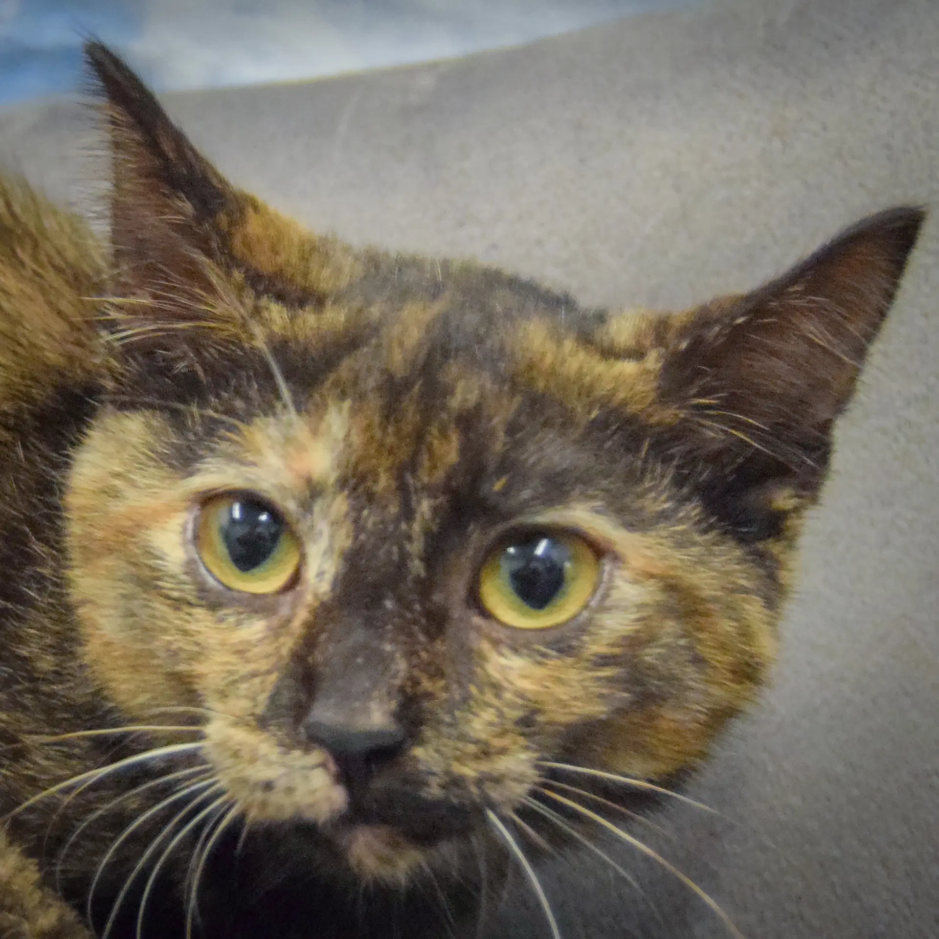 Shadow - Tortoiseshell