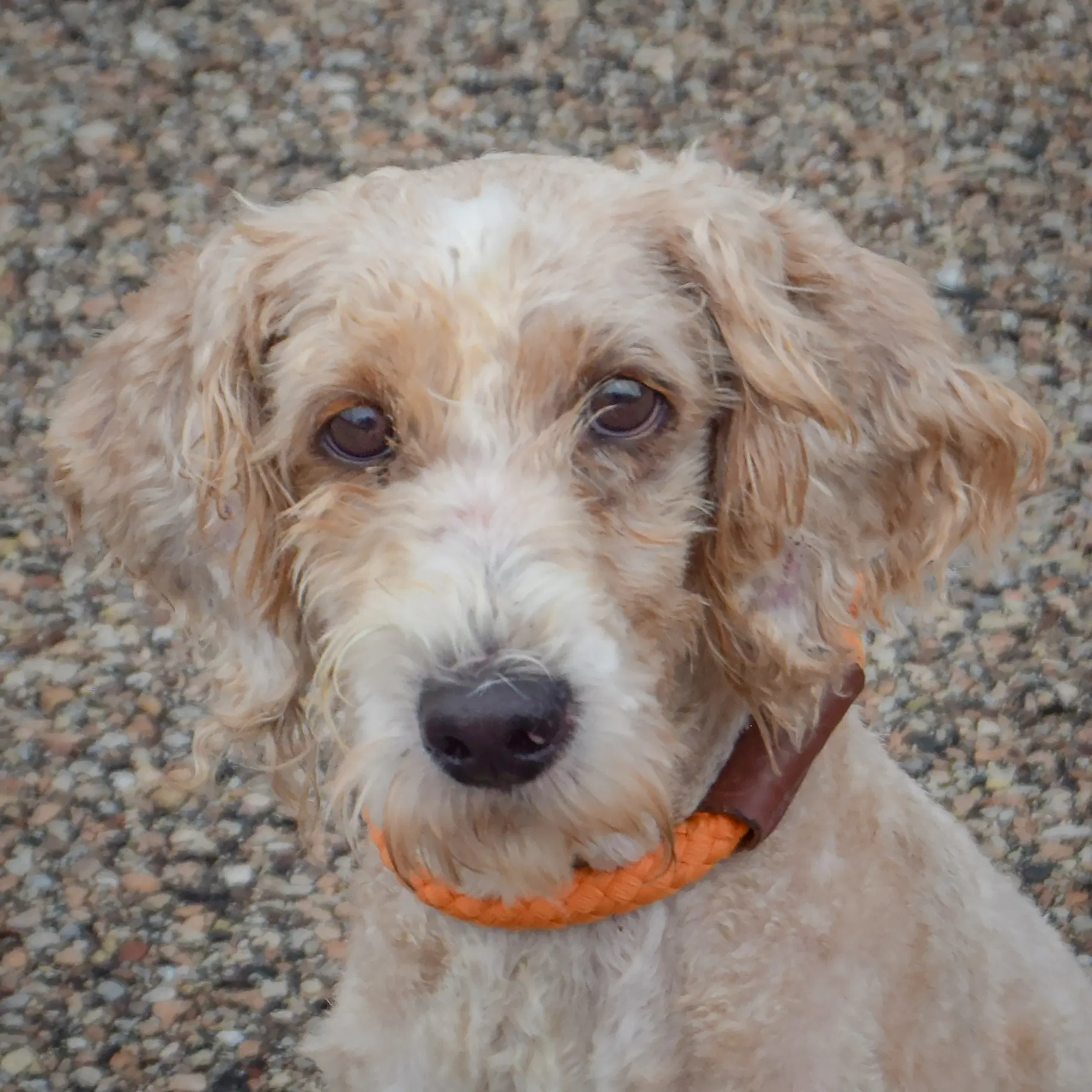 Brewers - Poodle (unknown type)