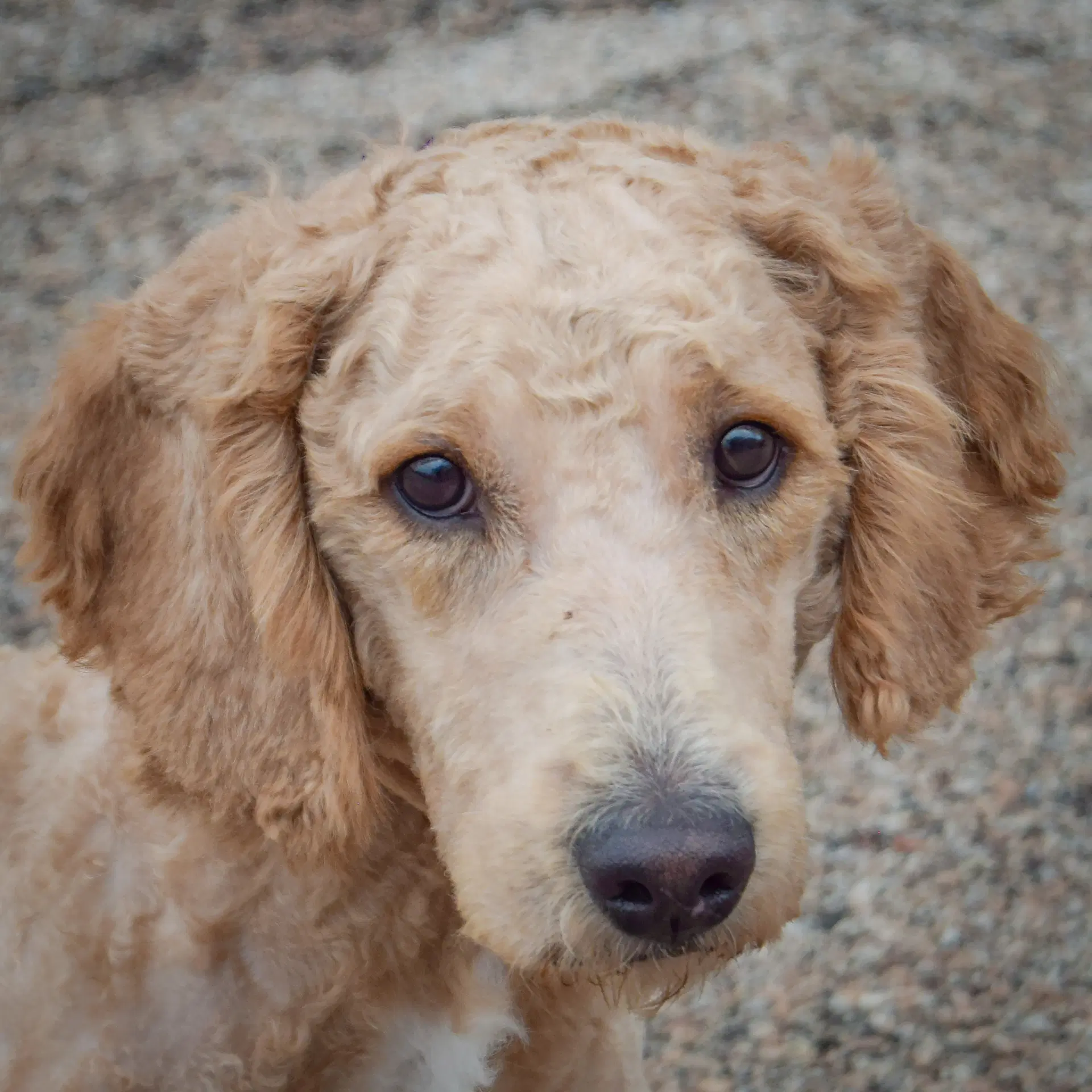 Meyers - Golden Retriever