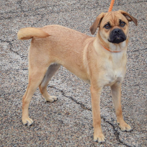 Mocha, an adoptable Yellow Labrador Retriever / Pug / Mixed at Animal House Shelter — photo 2