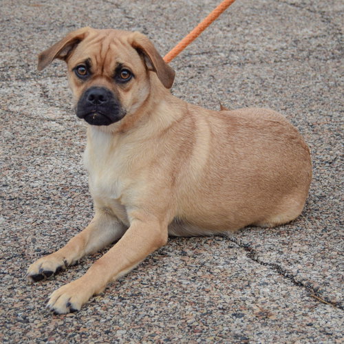 Mocha, an adoptable Yellow Labrador Retriever / Pug / Mixed at Animal House Shelter — photo 3