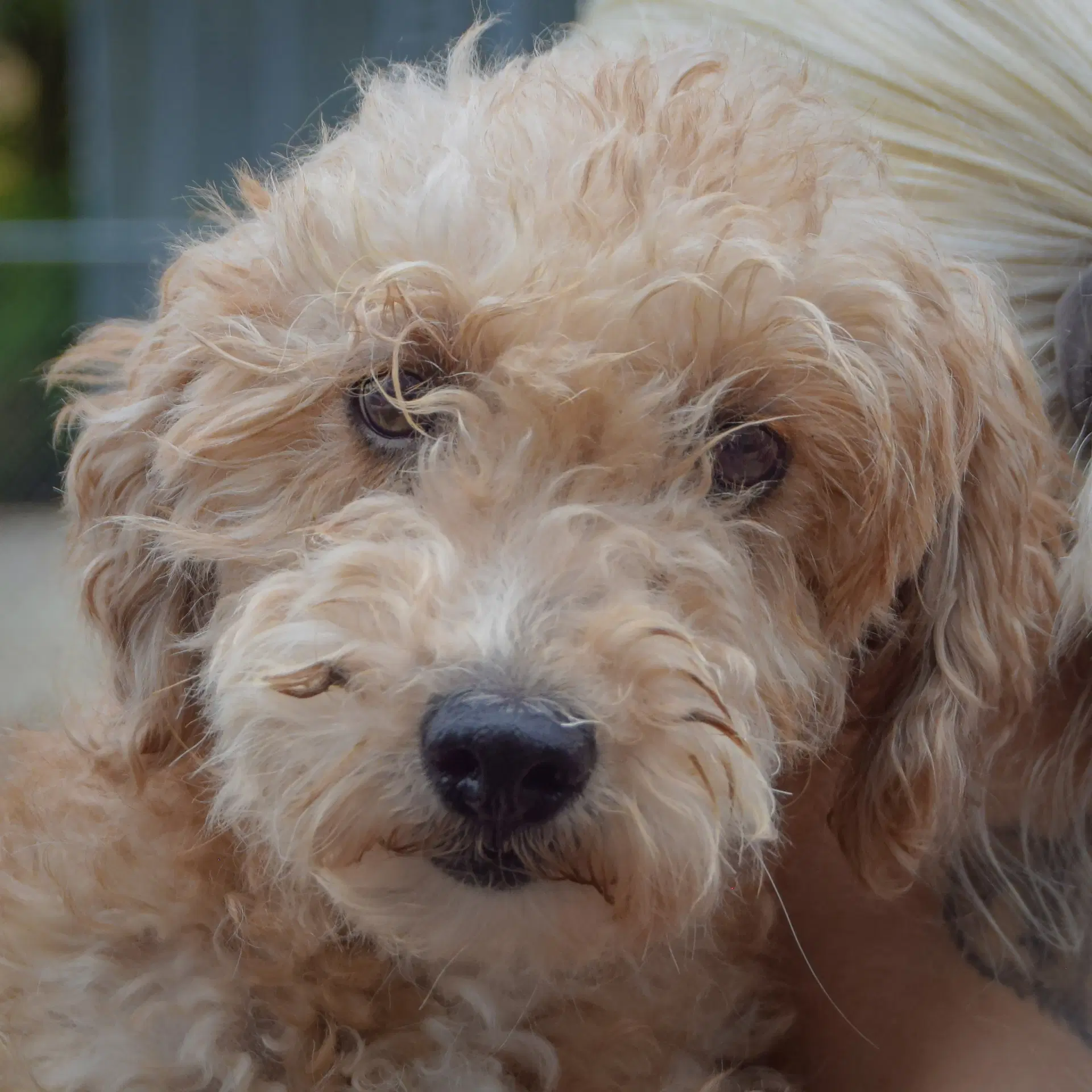 Queenie - Poodle (unknown type)