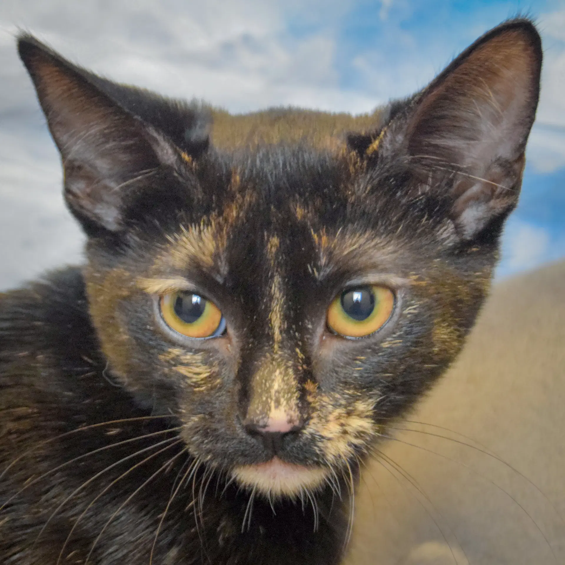 Chip - Tortoiseshell