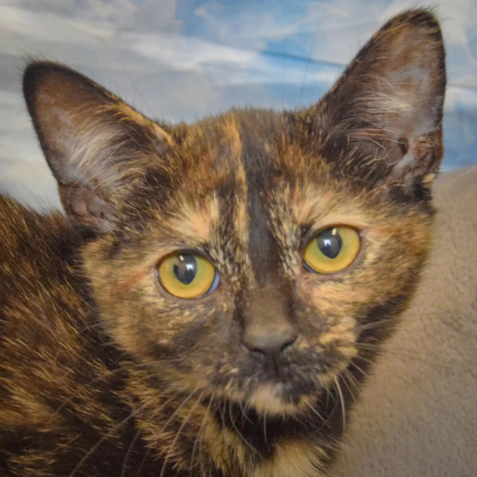 Cookie Dough - Tortoiseshell
