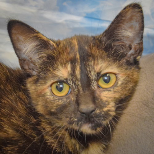 Cookie Dough, a cat for adoption from Animal House Shelter, Inc.