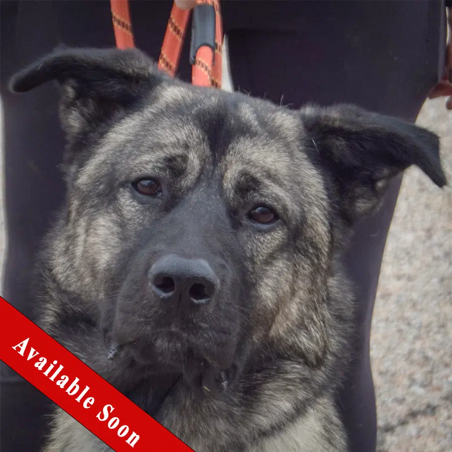 Hugo - Norwegian Elkhound