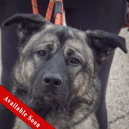 Hugo, Norwegian Elkhound / Anatolian Shepherd / Mixed