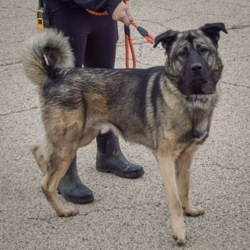 Hugo, an adoptable Norwegian Elkhound / Anatolian Shepherd / Mixed at Animal House Shelter — photo 2