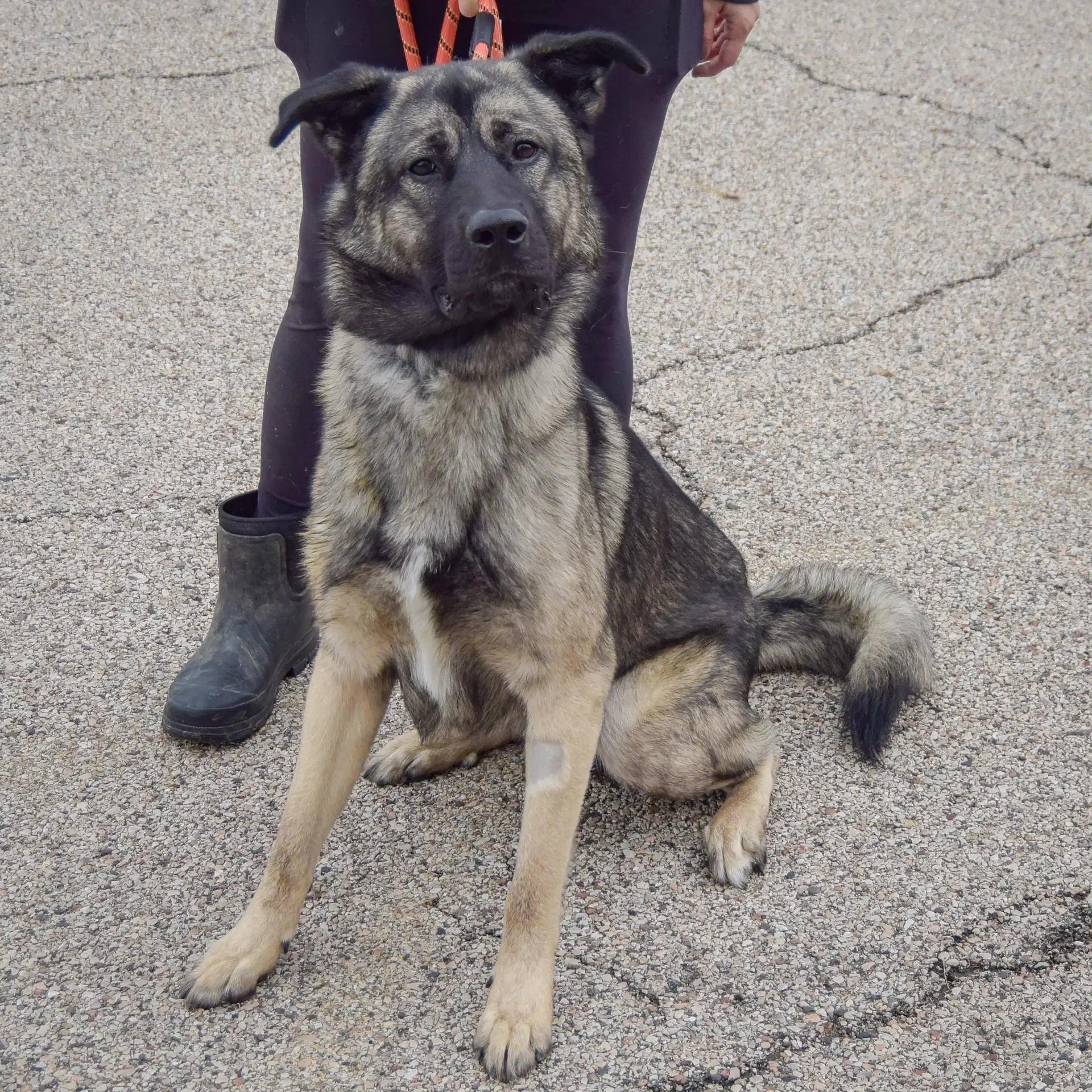 Hugo image 4