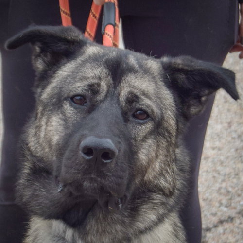 Hugo, an adoptable Norwegian Elkhound / Anatolian Shepherd / Mixed at Animal House Shelter — photo 5