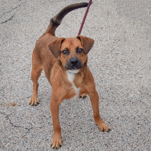 Stitch, an adoptable Beagle / Labrador Retriever / Mixed at Animal House Shelter — photo 2