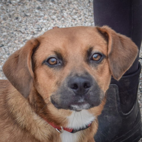 Stitch, an adoptable Beagle / Labrador Retriever / Mixed at Animal House Shelter — photo 5