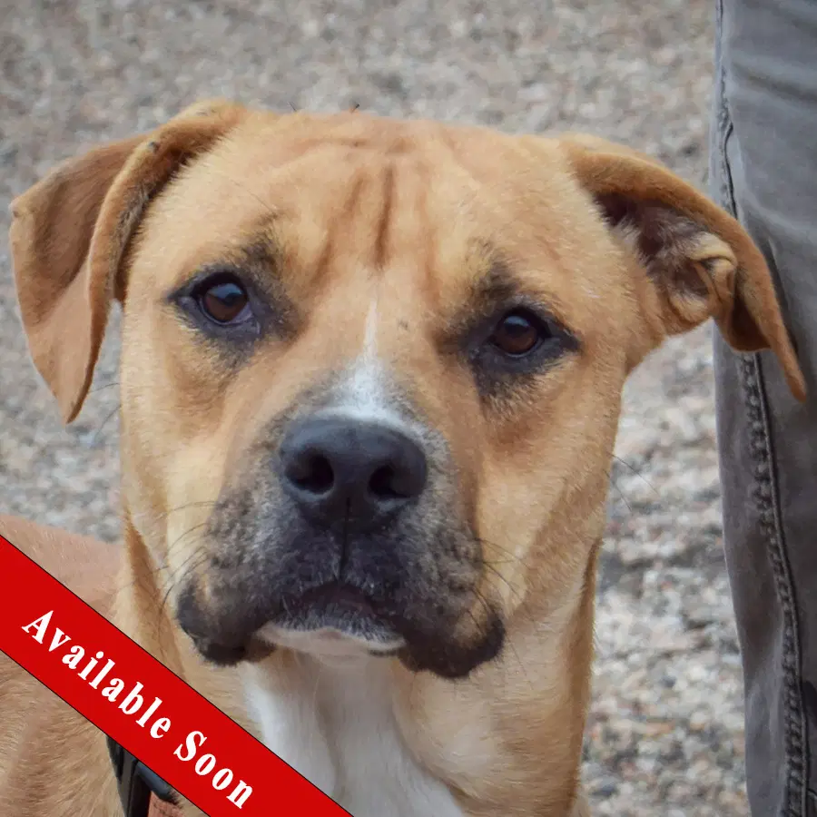 Brinkley - Boxer