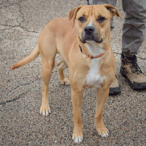 Brinkley, an adoptable Boxer / Anatolian Shepherd / Mixed at Animal House Shelter — photo 2