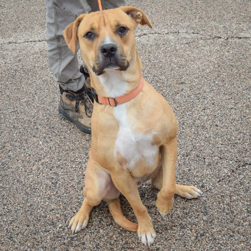Brinkley, an adoptable Boxer / Anatolian Shepherd / Mixed at Animal House Shelter — photo 3