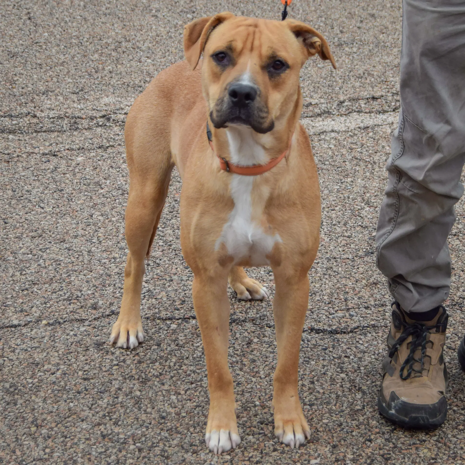 Brinkley image 4