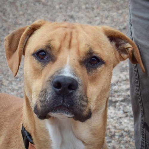 Brinkley, an adoptable Boxer / Anatolian Shepherd / Mixed at Animal House Shelter — photo 5