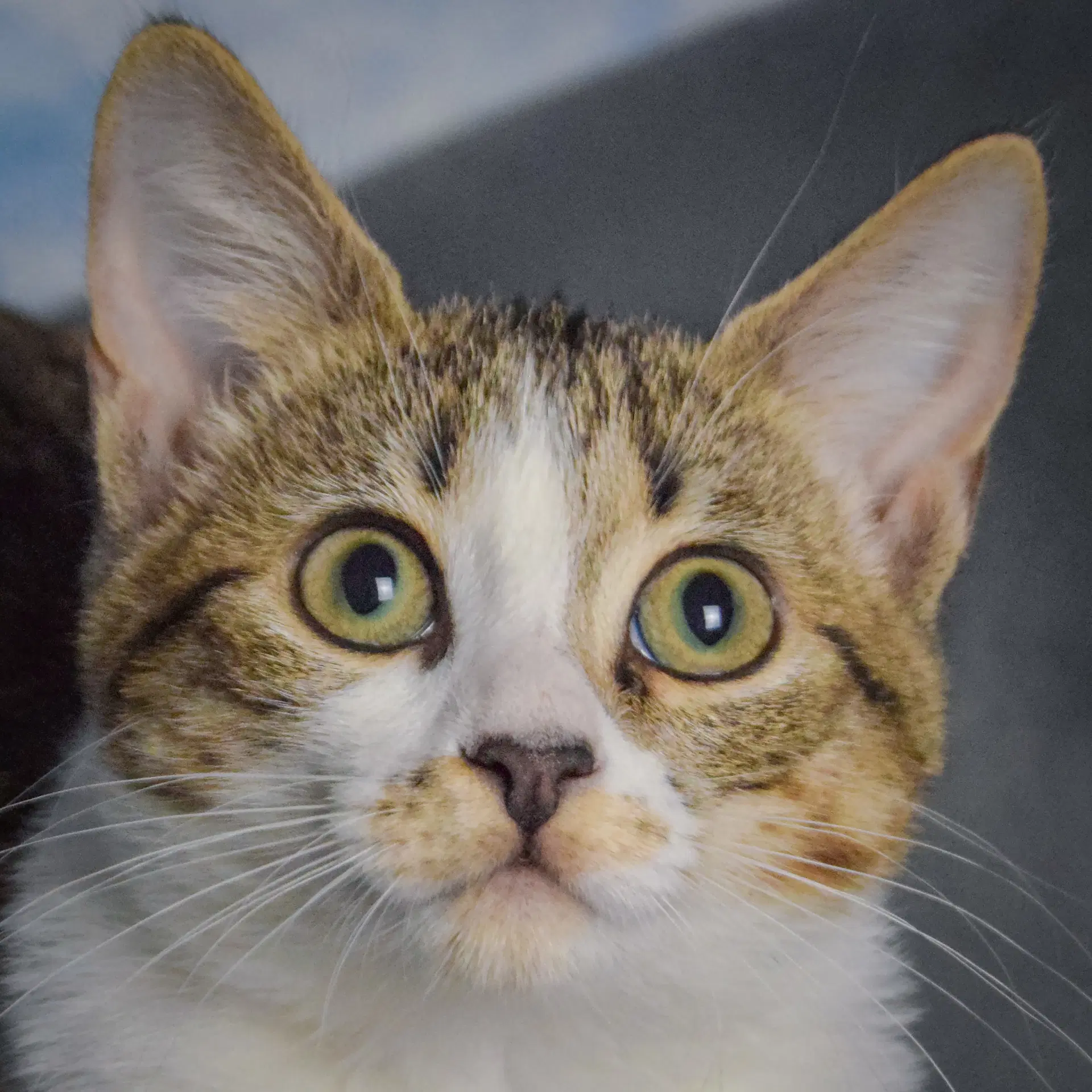 Asparagus - Tabby