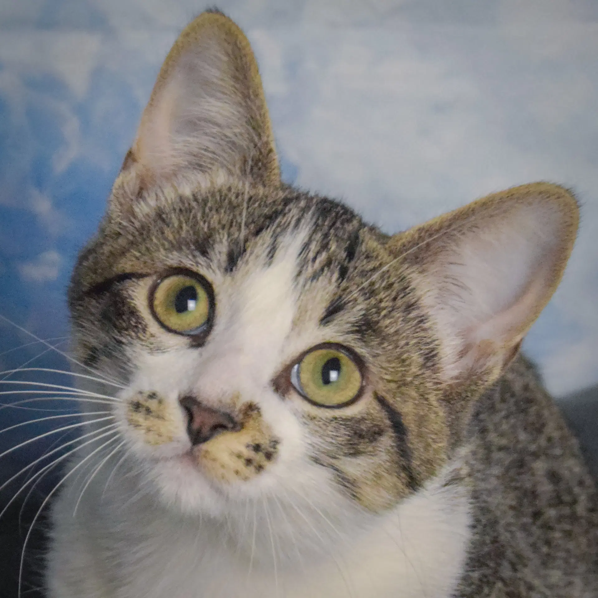 Brussell Sprout - Tabby