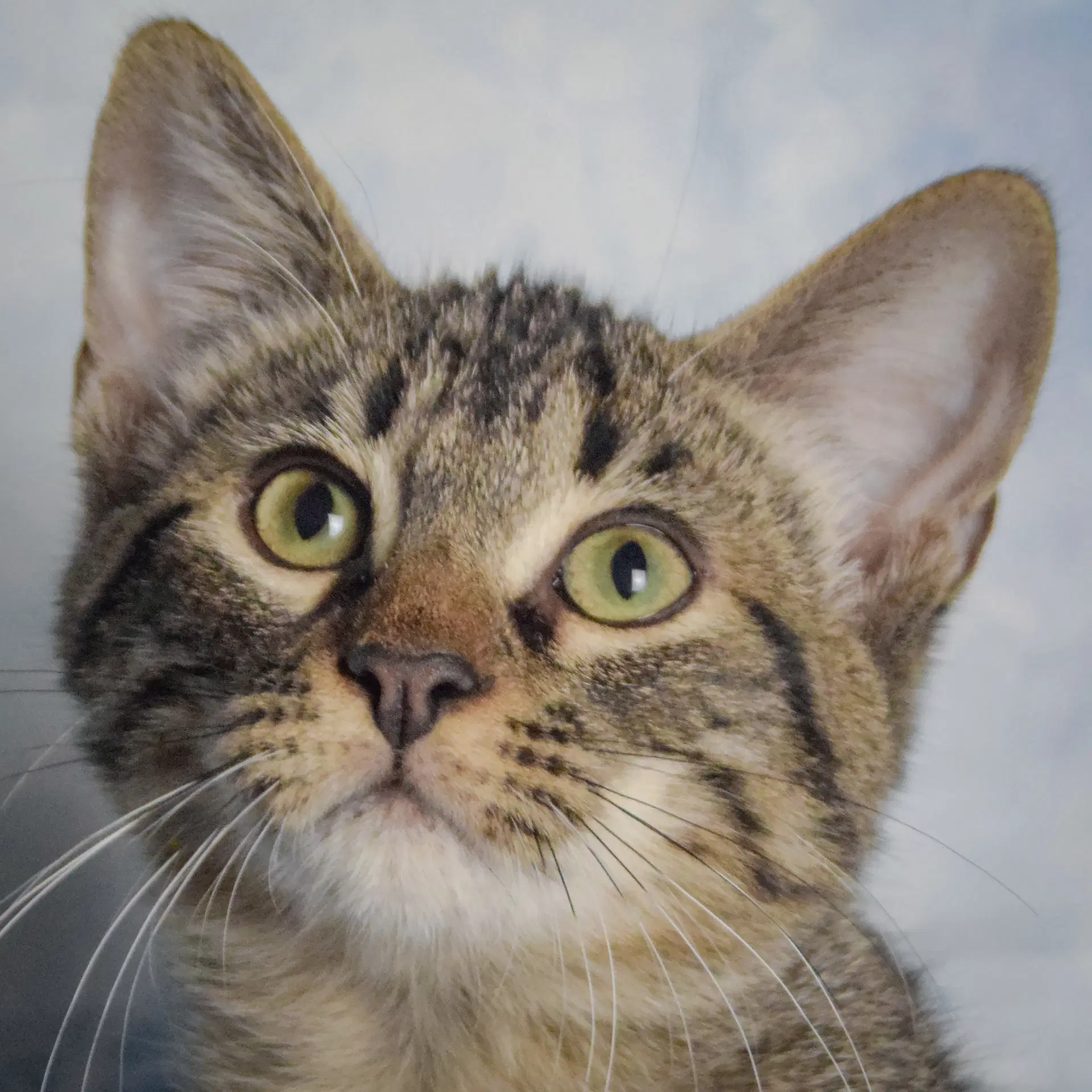 Turnip - Tabby