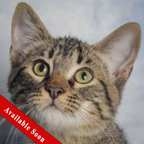 Turnip, a cat for adoption from Animal House Shelter, Inc.