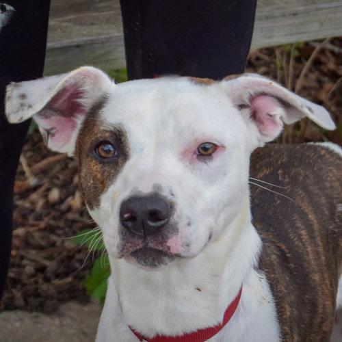 Tib available through Animal House Shelter
