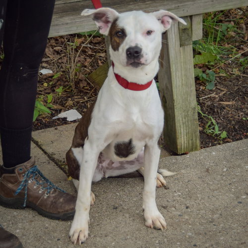 Tib, an adoptable Boxer / American Staffordshire Terrier / Mixed at Animal House Shelter — photo 3