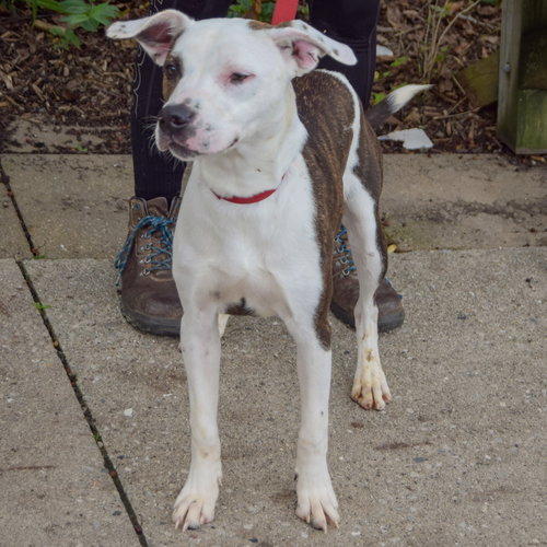 Tib, an adoptable Boxer / American Staffordshire Terrier / Mixed at Animal House Shelter — photo 4