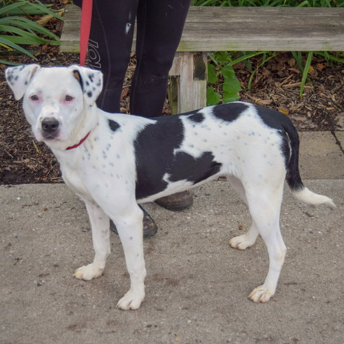 Tottie, an adoptable Boxer / American Staffordshire Terrier / Mixed at Animal House Shelter — photo 2