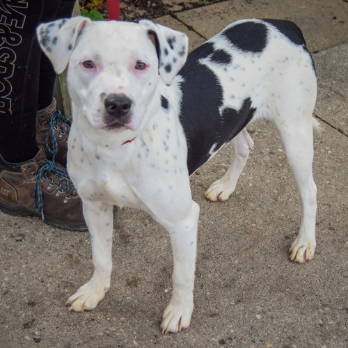 Tottie, an adoptable Boxer / American Staffordshire Terrier / Mixed at Animal House Shelter — photo 3
