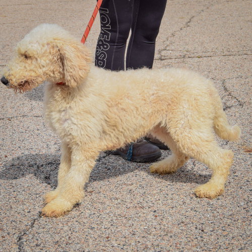 Harlow, an adoptable Poodle (unknown type) at Animal House Shelter — photo 4