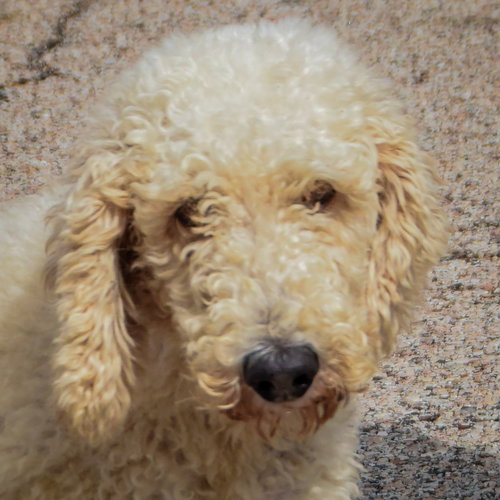 Harlow, an adoptable Poodle (unknown type) at Animal House Shelter — photo 5