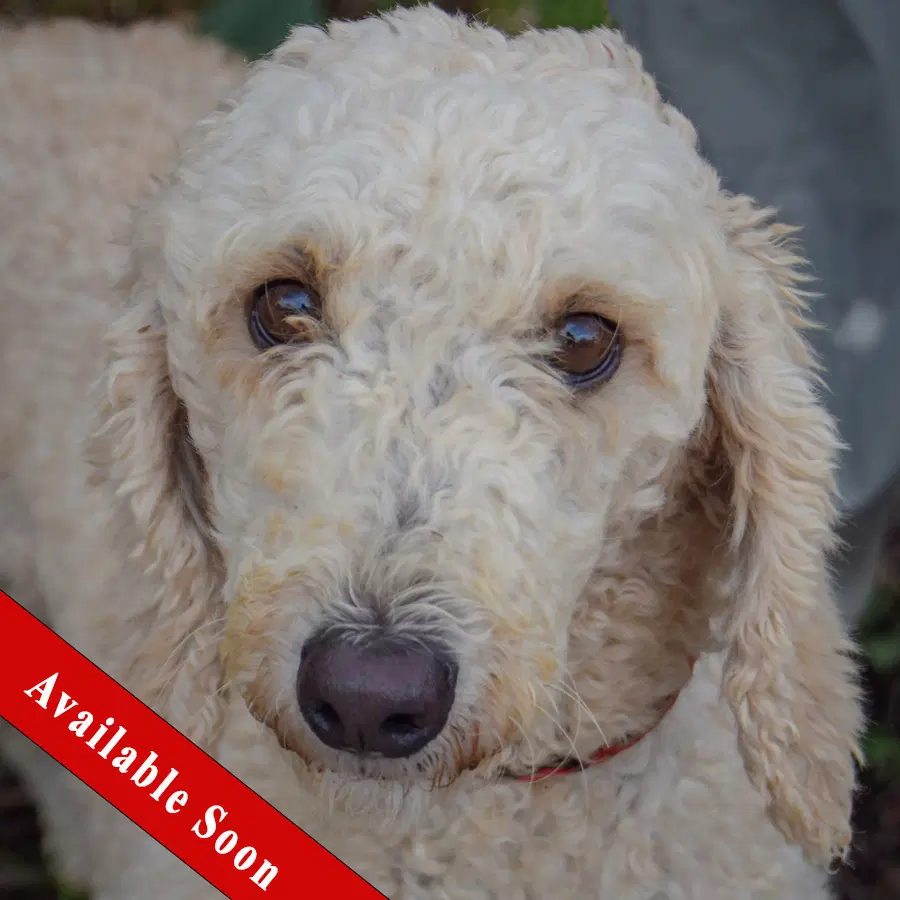 Harlow - Poodle (unknown type)