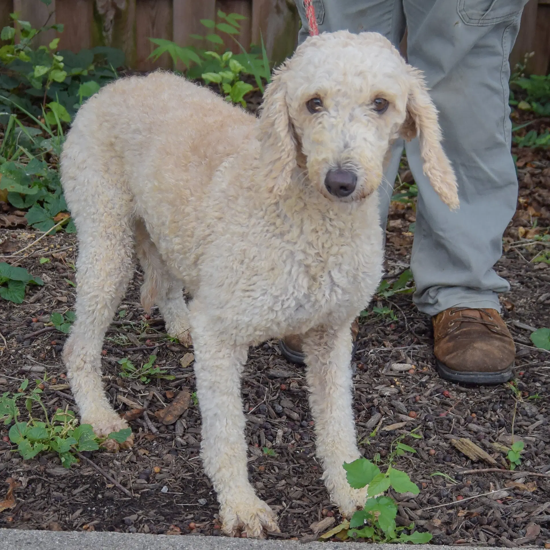 Harlow image 3