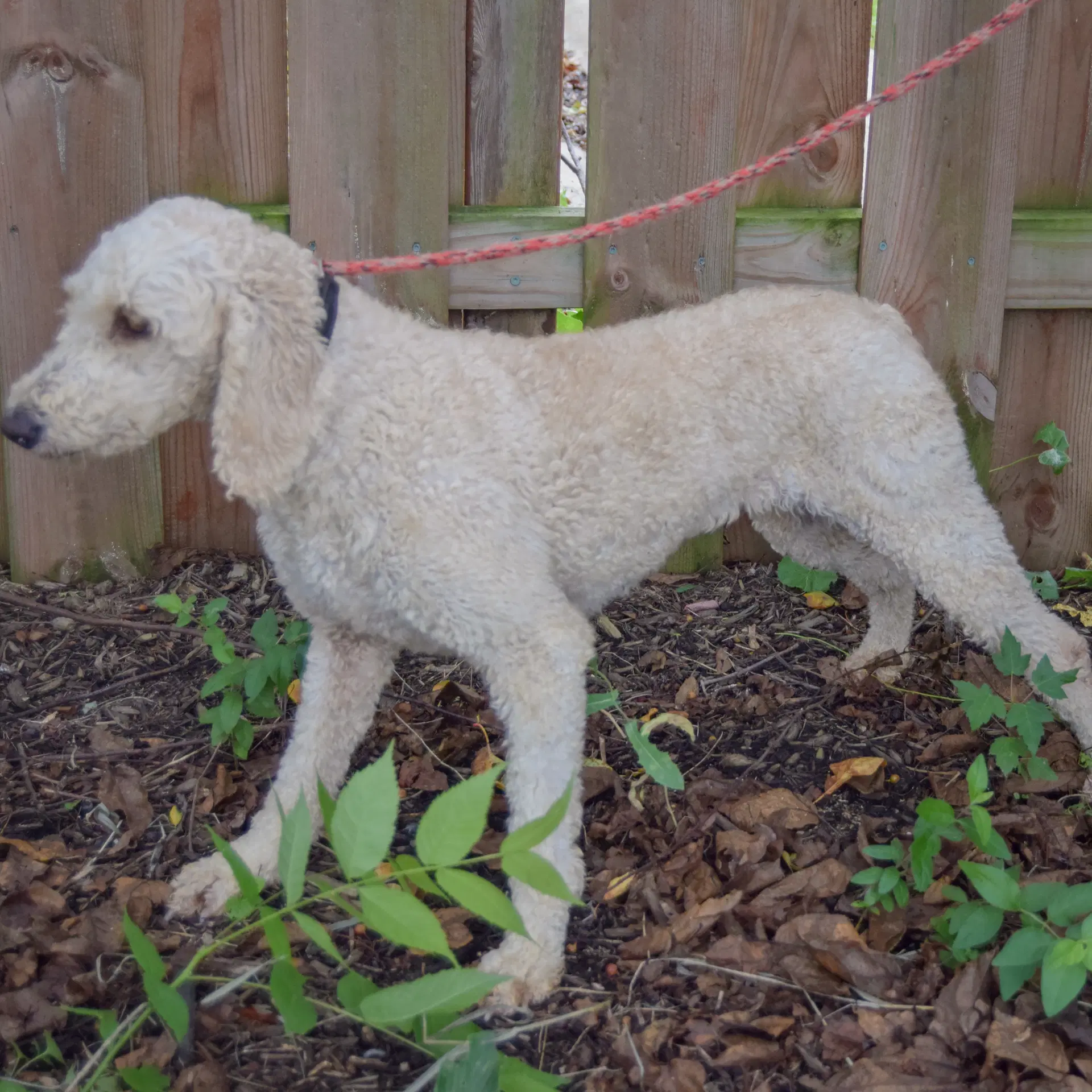 Harlow image 4