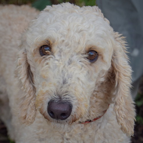 Garnet, an adoptable Poodle (unknown type) at Animal House Shelter — photo 5