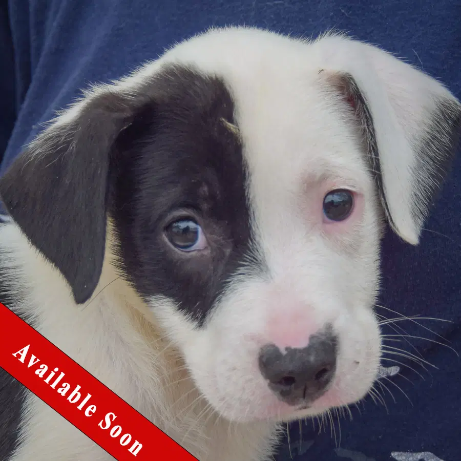 Antsy - Border Collie