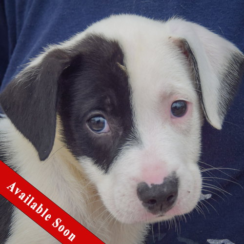 Antsy, Border Collie / American Staffordshire Terrier / Mixed