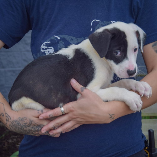 Antsy, an adoptable Border Collie / American Staffordshire Terrier / Mixed at Animal House Shelter — photo 2