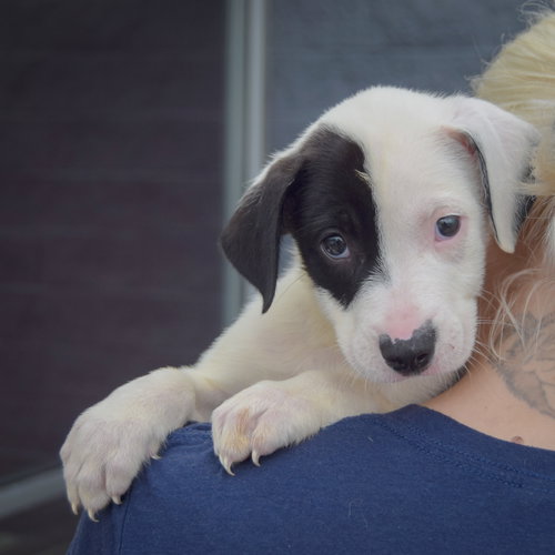 Antsy, an adoptable Border Collie / American Staffordshire Terrier / Mixed at Animal House Shelter — photo 4