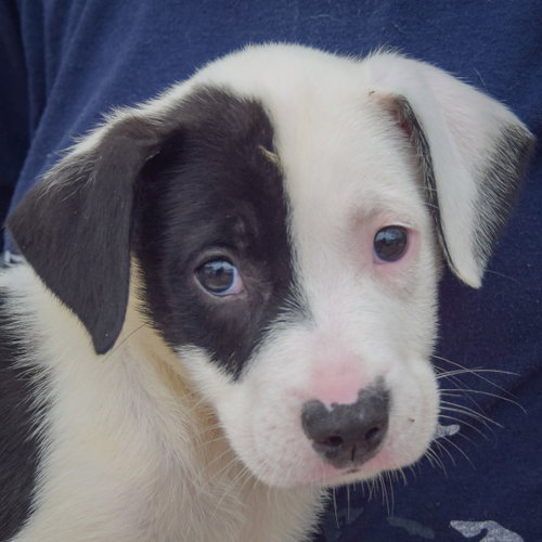 Antsy, an adoptable Border Collie / American Staffordshire Terrier / Mixed at Animal House Shelter — photo 5