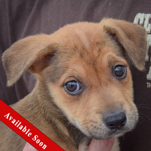Astrid, German Shepherd Dog / American Staffordshire Terrier / Mixed
