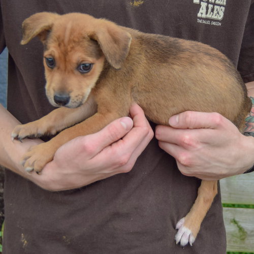 Astrid, an adoptable German Shepherd Dog / American Staffordshire Terrier / Mixed at Animal House Shelter — photo 2