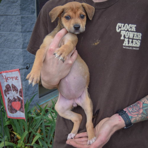 Astrid, an adoptable German Shepherd Dog / American Staffordshire Terrier / Mixed at Animal House Shelter — photo 3
