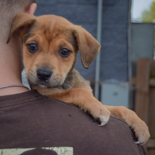 Astrid, an adoptable German Shepherd Dog / American Staffordshire Terrier / Mixed at Animal House Shelter — photo 4